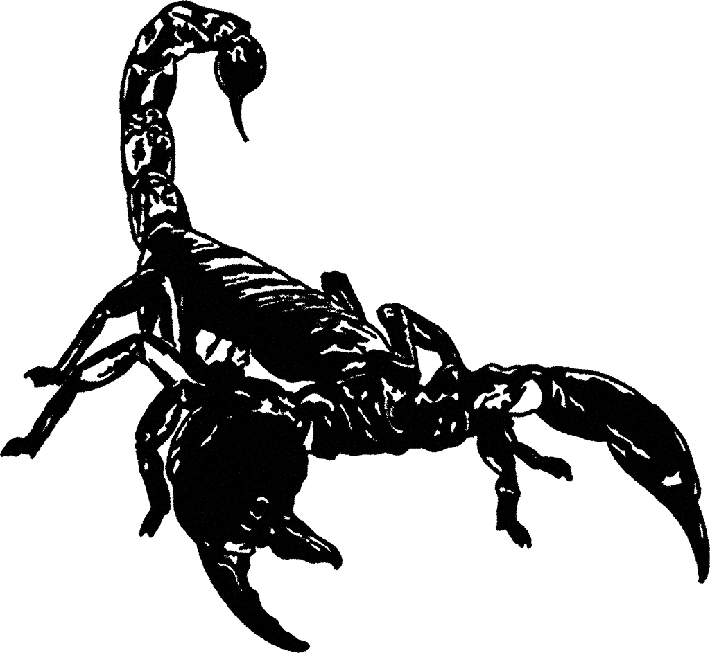 Scorpion streetwear graphic