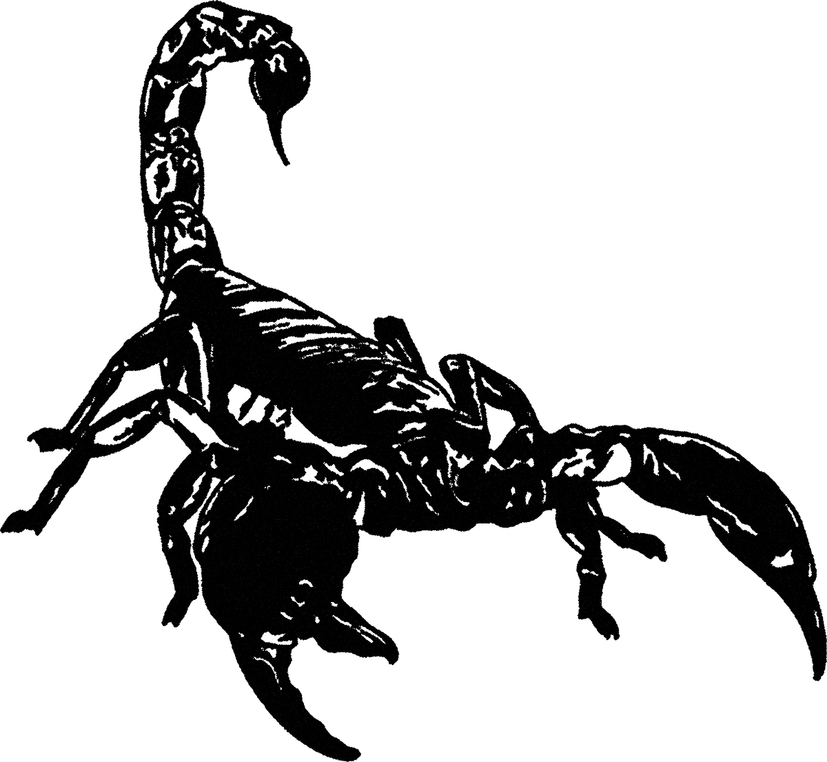 Scorpion streetwear graphic