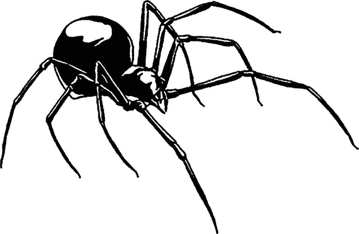 Spider 1 streetwear graphic