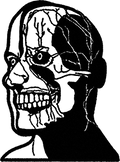 Nerve System streetwear graphic