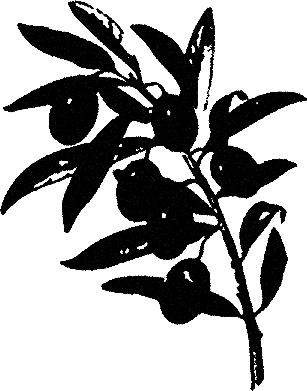 Olive Branch streetwear graphic