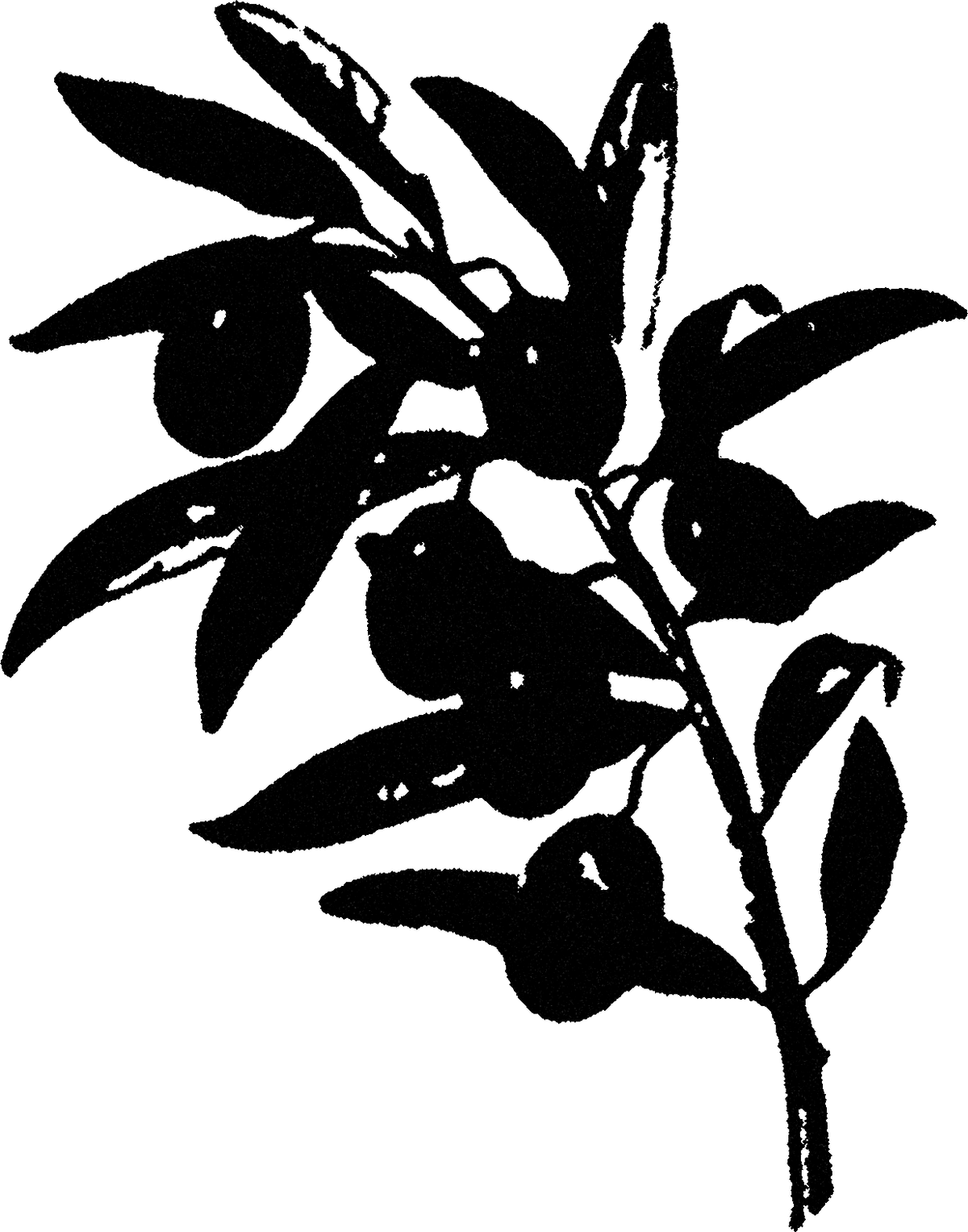 Olive Branch streetwear graphic