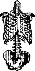 Skeleton streetwear graphic