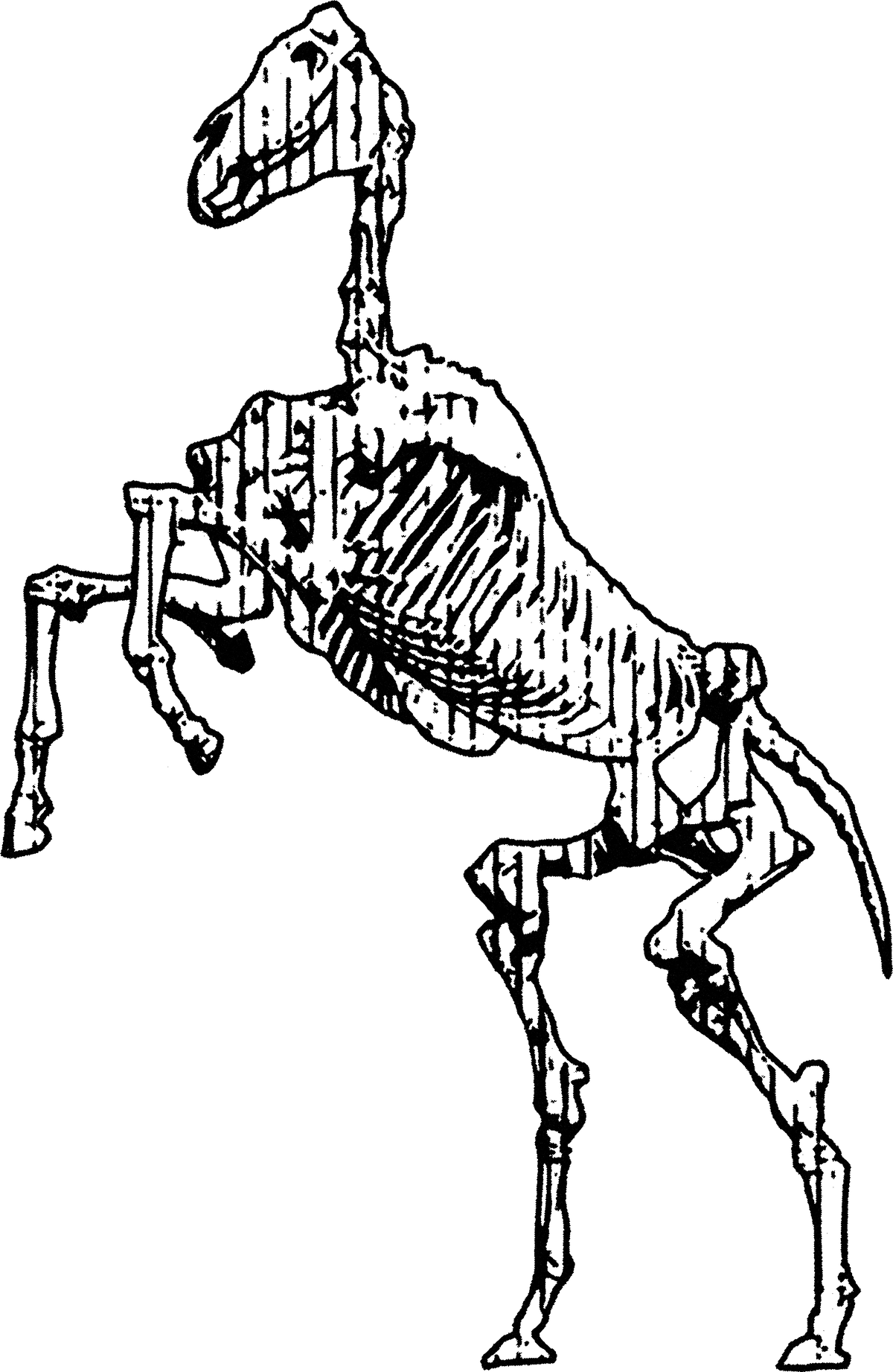 Horse Skeleton streetwear graphic